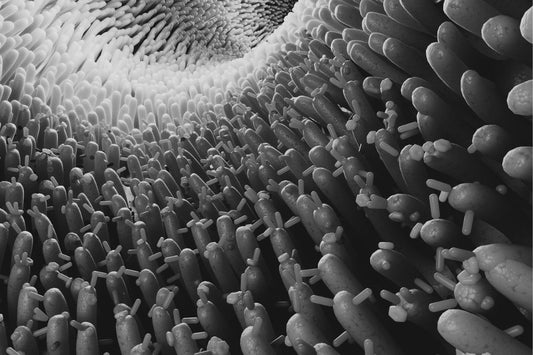 black and white photo of a zoomed in part of the gut cellular wall