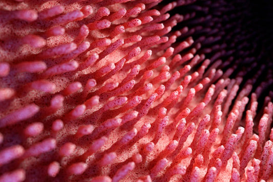 inside of the gut, gut wall cells membrane